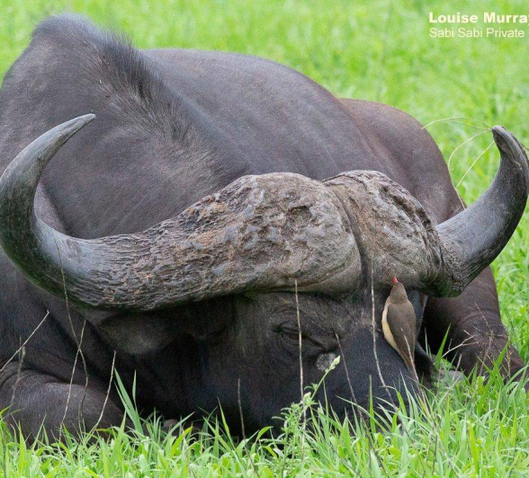 26Louise Murray Buffalo 16122019 2 Final 26Louise Murray Buffalo 16122019 2 Final