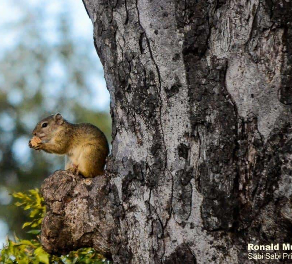 16Ronald Mutero Squreel White 19022020  9 Final 16Ronald Mutero Squreel White 19022020  9 Final