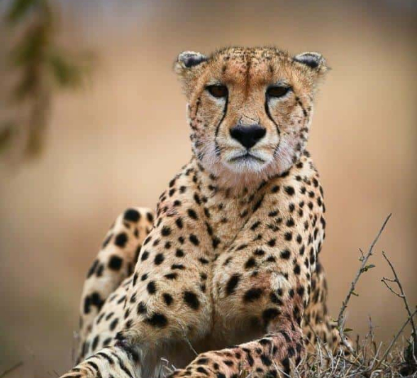 46Ally Ross 20200727 Cheetah Male 02 Portrait Final 46Ally Ross 20200727 Cheetah Male 02 Portrait Final