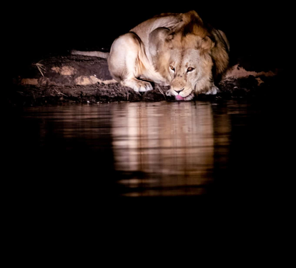 37lion Chris 2 FINAL 37lion Chris 2 FINAL
