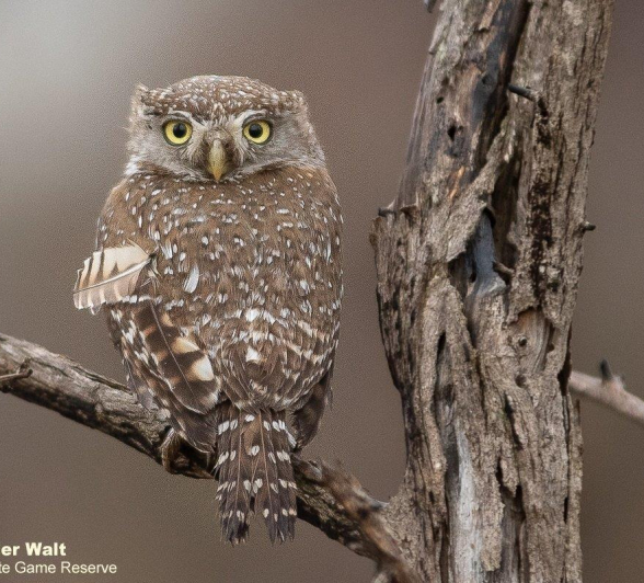 14Tyron Van Der Walt Pearl Spotted Owlet 011020 2 Final
