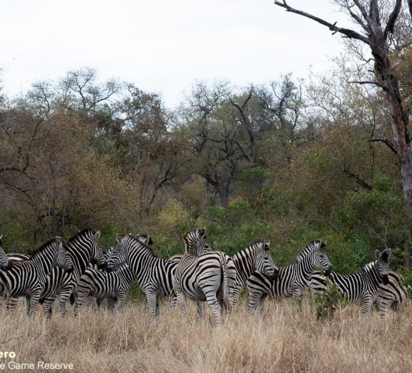 10ronaldmutero Zebra 30092020 4 Final 10ronaldmutero Zebra 30092020 4 Final