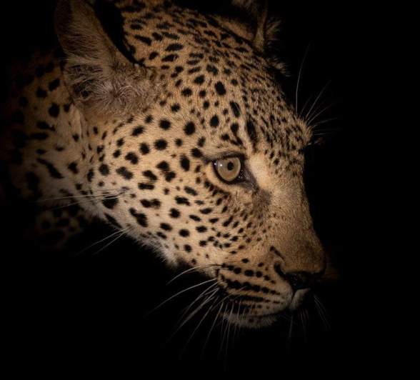 A36Graeme Stewart Kigelia 080821 Final