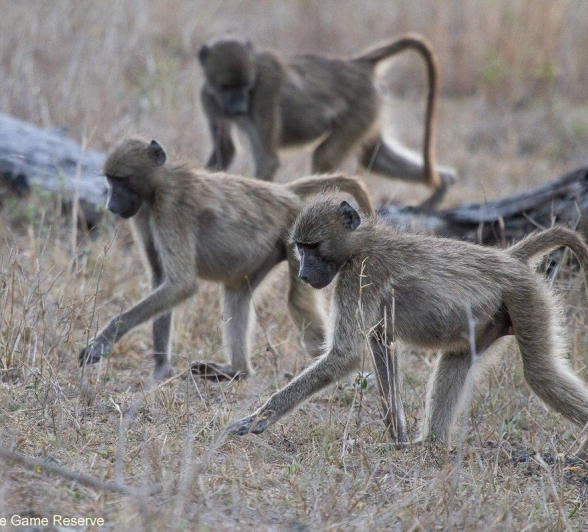 A05Amy Leigh Baboon 1 041121 Final A05Amy Leigh Baboon 1 041121 Final