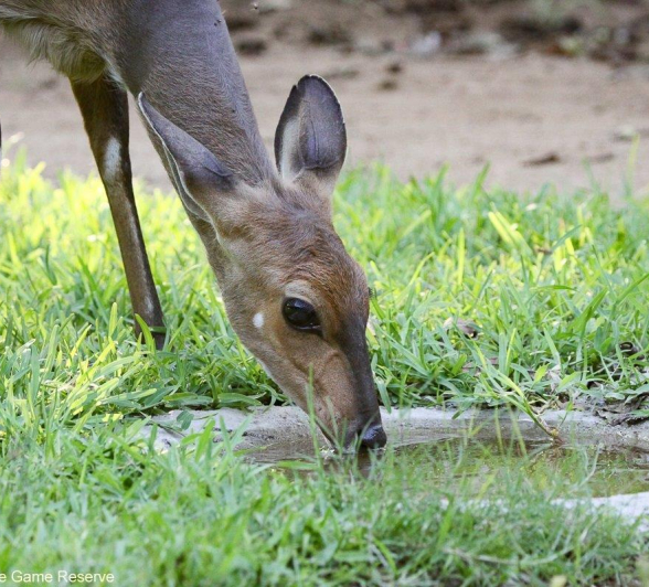 B11Erin Herbst Bushbuck 2 031121 Final B11Erin Herbst Bushbuck 2 031121 Final