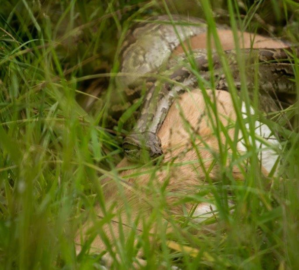 A01David Den Hartog Rock Python 04 01 2022 1 Final A01David Den Hartog Rock Python 04 01 2022 1 Final