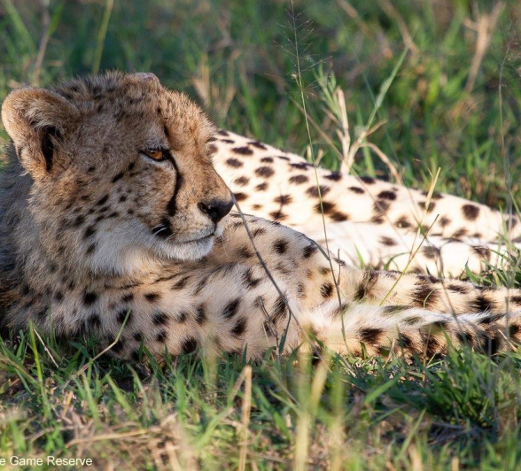 A22Amy Leigh Cheetah Cub 2 020522 Final A22Amy Leigh Cheetah Cub 2 020522 Final