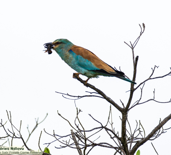 06andries Umkhombicamp.blog .europeanroller 1 Final