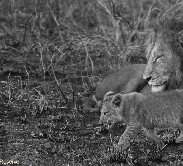 17andries Lions.styx Blog 7 Final 17andries Lions.styx Blog 7 Final