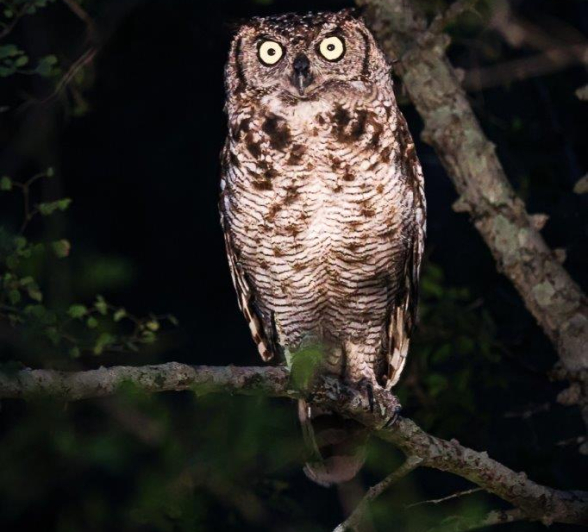 A04Coenraad Stapelberg Owl 311222 1 Final