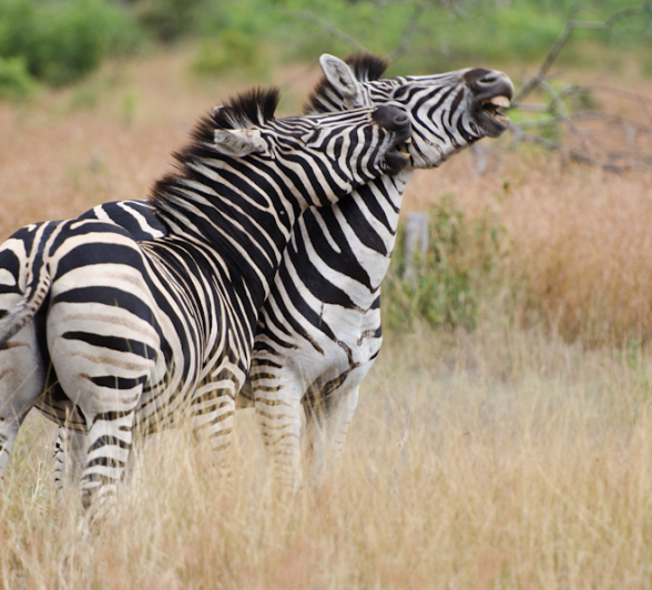 Zebra Fight 2 Zebra Fight 2