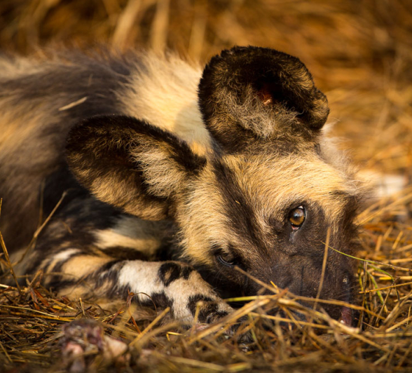 Lance Wild Dog 1 Lance Wild Dog 1
