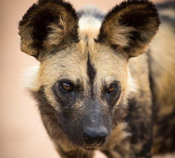 Lance Wilddogs 3 Lance Wilddogs 3