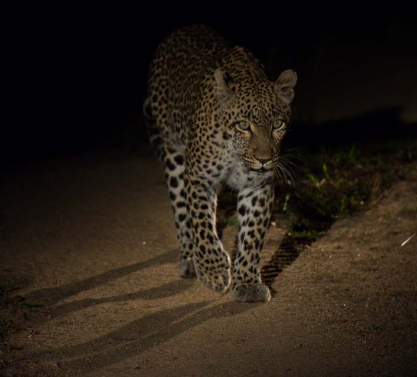 Grant Rodewijk Little Bush Female 4 Grant Rodewijk Little Bush Female 4