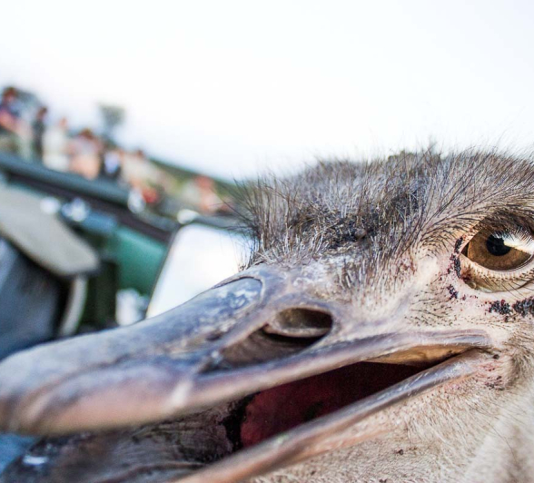 25Franscois Rosslee Bwvoel1