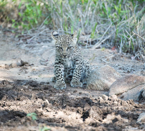 12lb Female And Cubs Grant Rodewijk 270116 4 12lb Female And Cubs Grant Rodewijk 270116 4