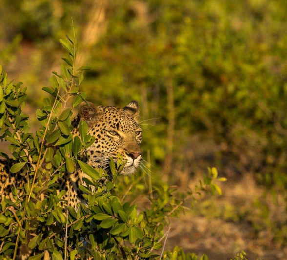 19Kyle Kigelia Bamba 2