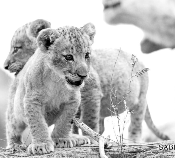 31Pravir Patel Curious Cubs Final 31Pravir Patel Curious Cubs Final