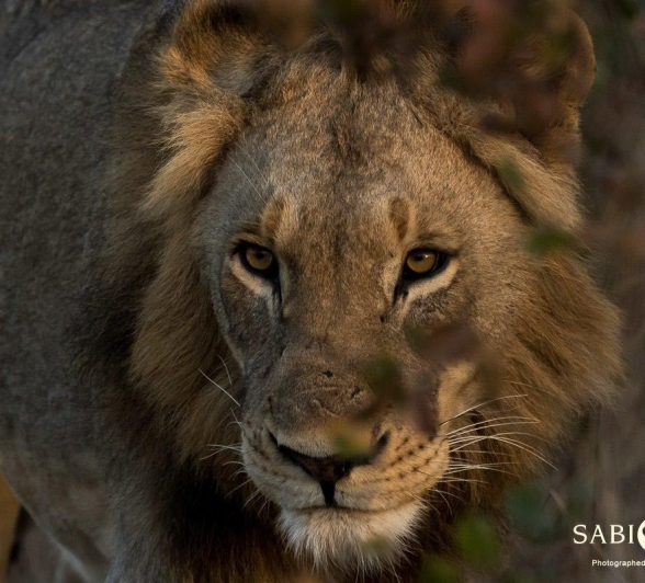 29Sheldon Hooper Tsalala 23 06 17 3 Final