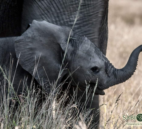 11Kerry Lee Roberg Baby Elephant Final 11Kerry Lee Roberg Baby Elephant Final