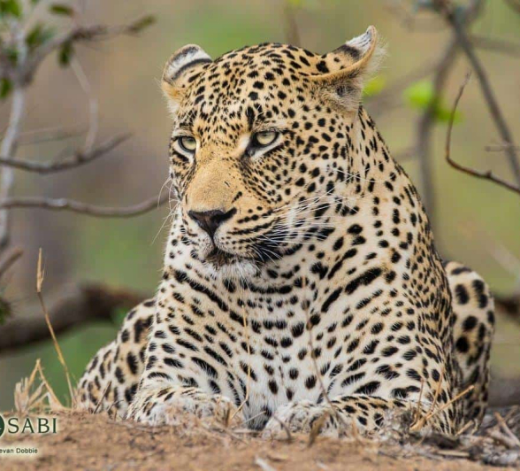 20Kevan Dobbie Nweti 011118 Final 20Kevan Dobbie Nweti 011118 Final