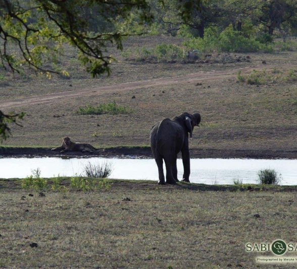 45Maryke Nel Ele Waterhole 2 Final 45Maryke Nel Ele Waterhole 2 Final
