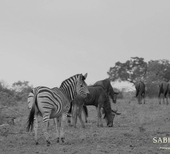 05Kevan Dobbie Zebra Wildebeest 231218 Bw Final 05Kevan Dobbie Zebra Wildebeest 231218 Bw Final