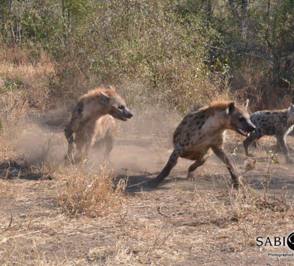 17Ronald Mutero Hyena 16072019 3 Final 17Ronald Mutero Hyena 16072019 3 Final