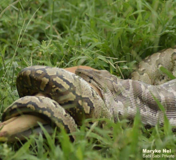 23Maryke Nel Rock Python Impala Final 23Maryke Nel Rock Python Impala Final