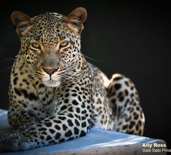 12Ally Ross 20200714 Kegilia 02  Final