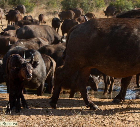 B06Amy Leigh Buffalo 2 010821 Final