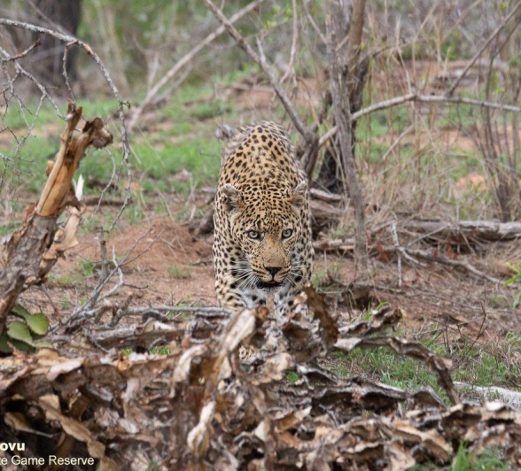 A34andries Leopard Dawane 141121 2 Final