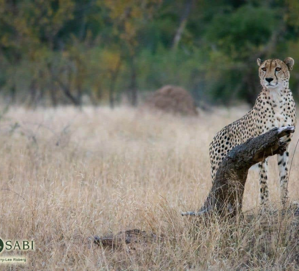14Kerry Lee Roberg Cheetah.3 Final 1 14Kerry Lee Roberg Cheetah.3 Final 1