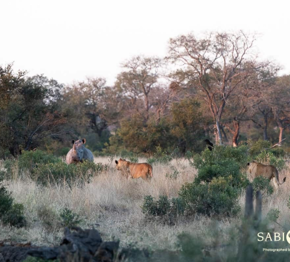 10Kevin Van Der Linde Talamati Lions And Rhino 15062019 Sigma 70 200 F2.8 8 Final 10Kevin Van Der Linde Talamati Lions And Rhino 15062019 Sigma 70 200 F2.8 8 Final