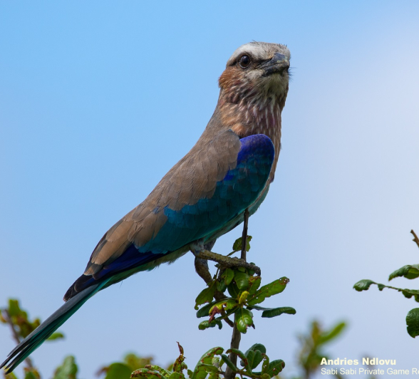05Andries Ukhombicamp.blog .lilacbreastedroller 1 Final