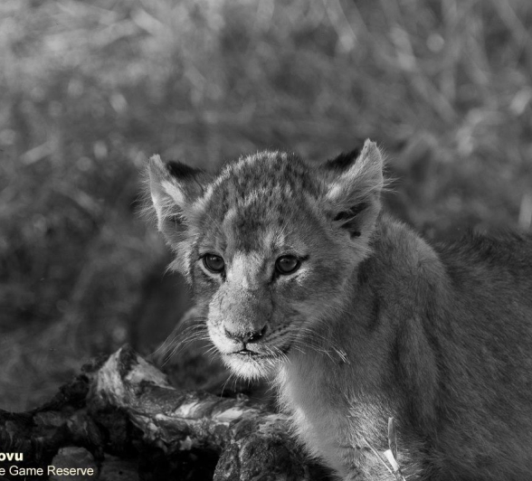 03andries Lions.styx Blog 5 Final 03andries Lions.styx Blog 5 Final