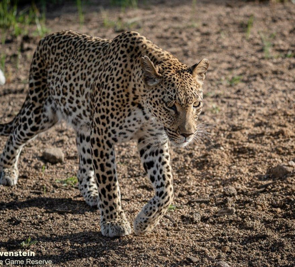 A25Daniel Greyvenstein Kigelia 041222 4 Final