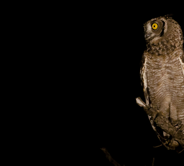 Spotted Eagle Owl 2 Spotted Eagle Owl 2