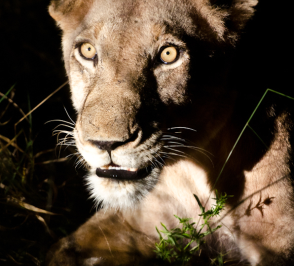 Southern Pride Lioness Southern Pride Lioness