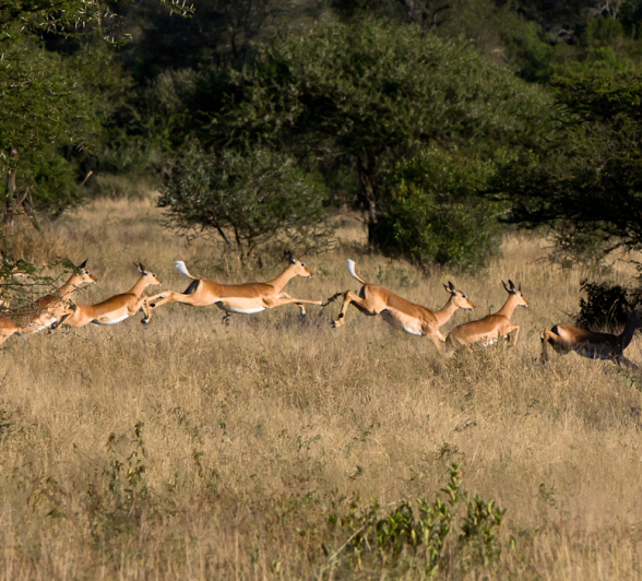 Impala Chain 1 Impala Chain 1