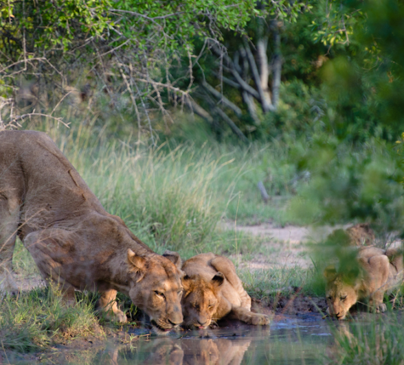 Sabi Sabi Super Sightings 15 Sabi Sabi Super Sightings 15