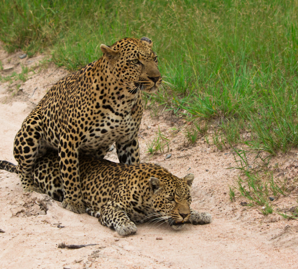 Leopards 5 Leopards 5