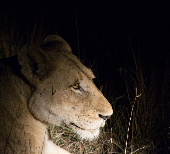 Southern Pride 1 Southern Pride 1