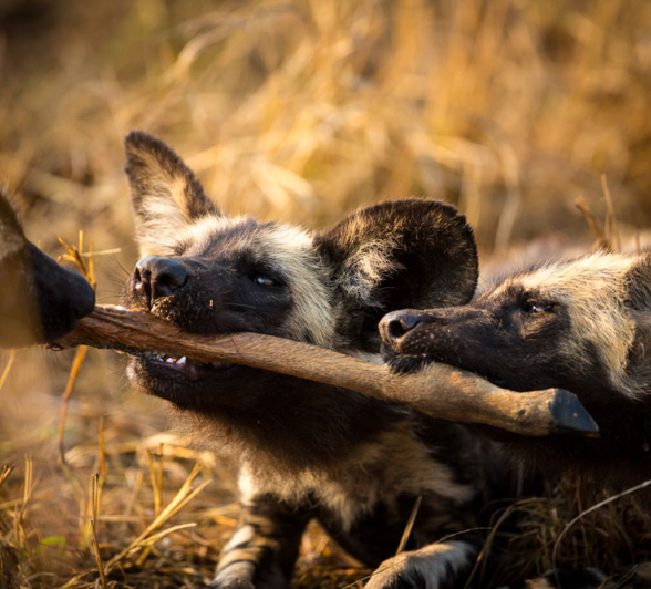 Lance Wild Dog 4 Lance Wild Dog 4