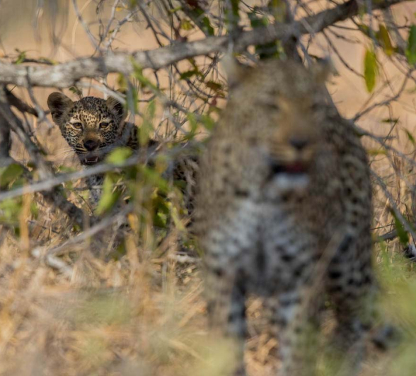 10Pravir Patel Leopard01