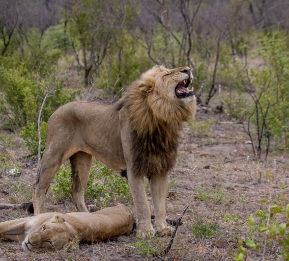 11Pravir Patel Lion03 160116 11Pravir Patel Lion03 160116