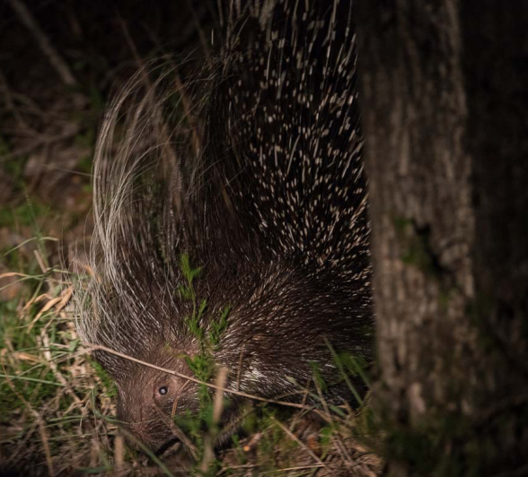 34Terry Ennever Porcupine1 27 2 16 1 34Terry Ennever Porcupine1 27 2 16 1
