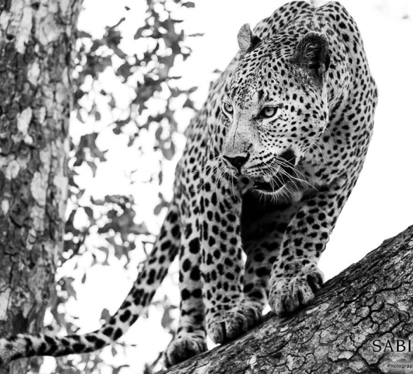 15Terry Ennever Max 261216 Final