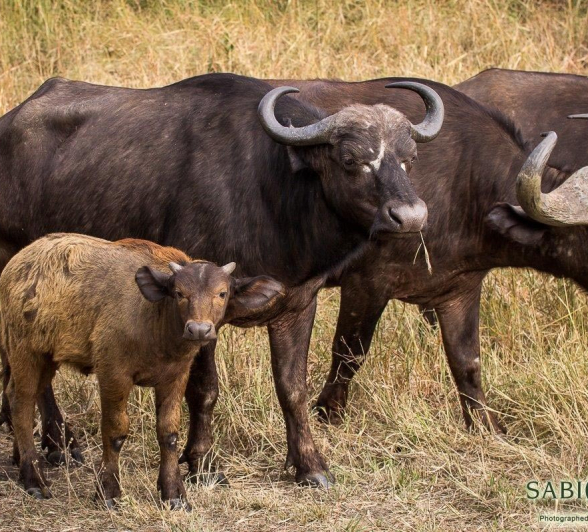 21Franscois Rosslee Buff 29052017 Final