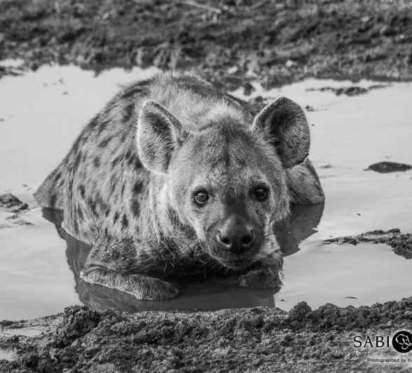 20Kevan Dobbie Spotted Hyena 150318 Final 20Kevan Dobbie Spotted Hyena 150318 Final